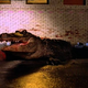 Illustration for article titled Volume One, Issue Forty-Eight: The One About Scary Alligator Stories